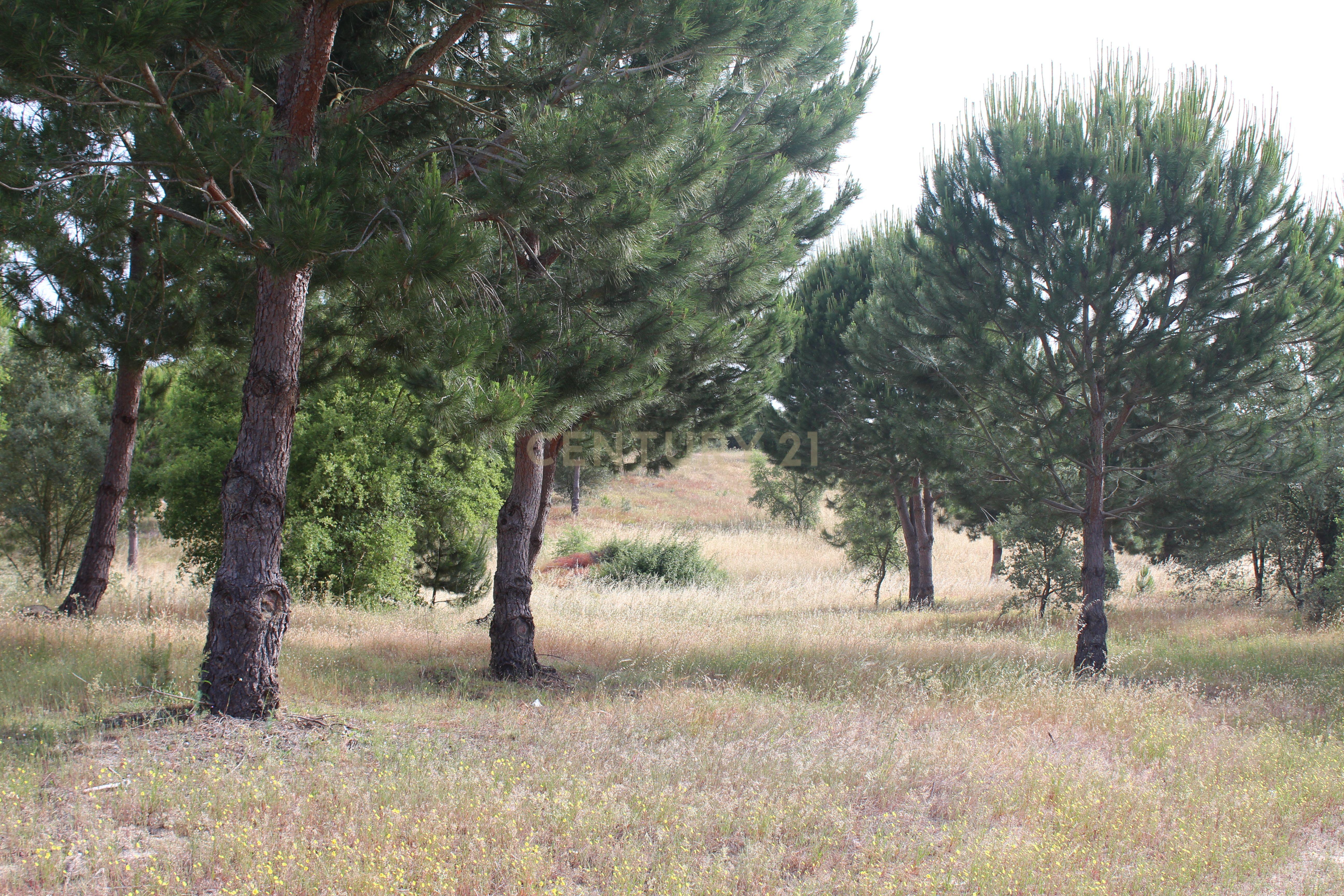 Terreno em Pegões Velhos com 16901 m2 - Image 10