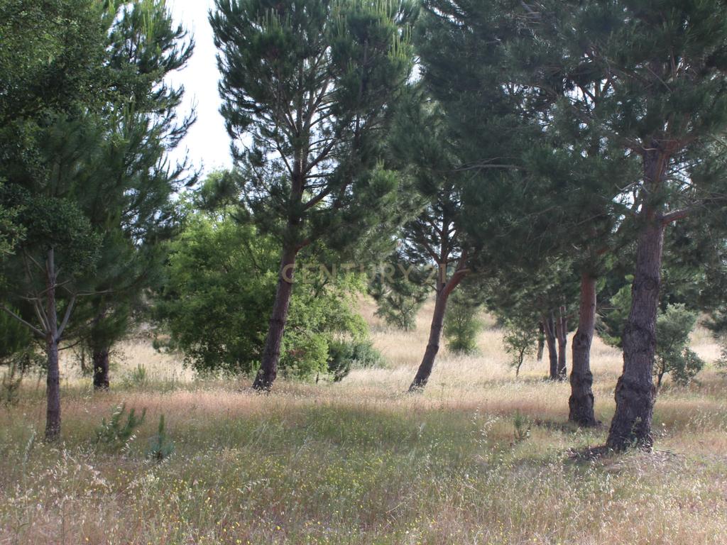 Terreno em Pegões Velhos com 16901 m2 - Image 14