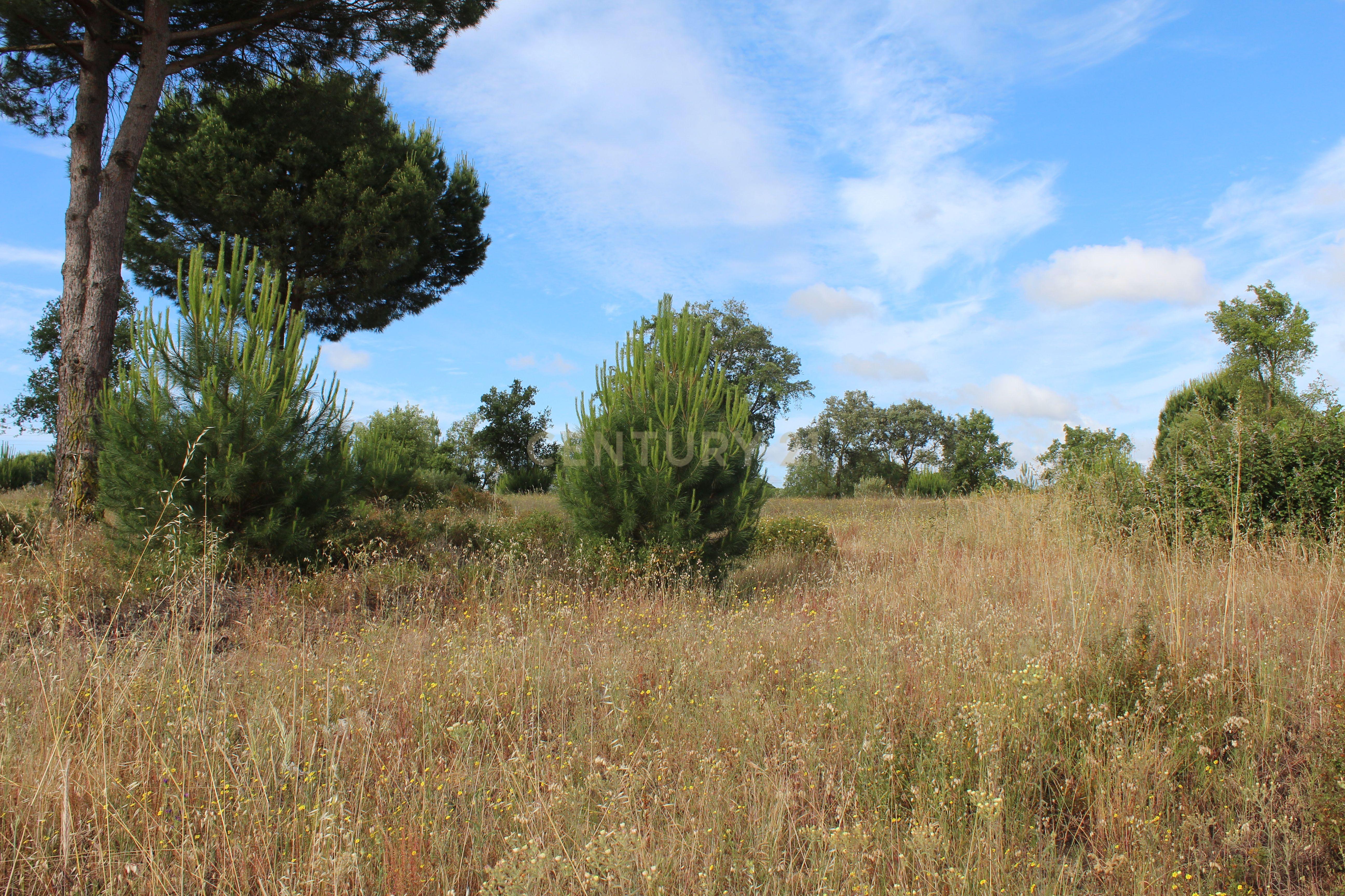 Terreno em Pegões Velhos com 16901 m2 - Image 13
