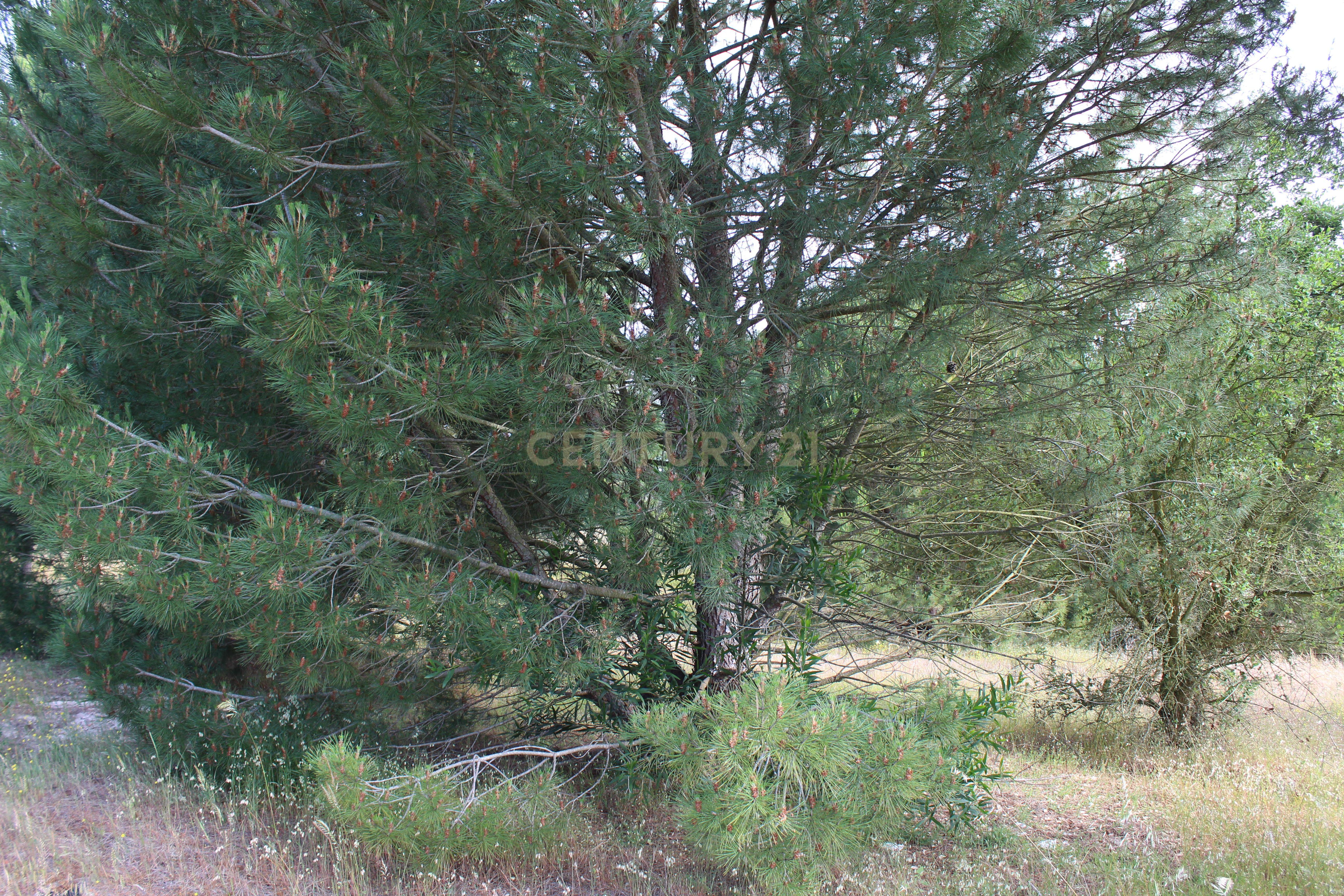 Terreno em Pegões Velhos com 16901 m2 - Image 18