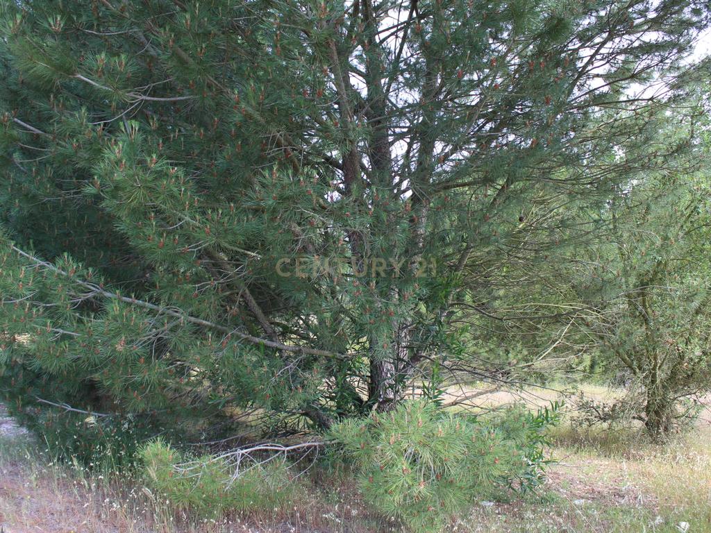 Terreno em Pegões Velhos com 16901 m2 - Image 18