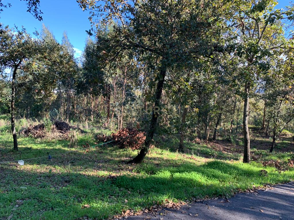 Terreno rústico com 1350m2, passível de construção - urbanização, nesta altura ainda plantado de pinheiros, plano, muito próximo da Urbanização de Vale do Louro, próximo de todas as infraestruturas indispensáveis e servido por estrada alcatroada. - Image 3