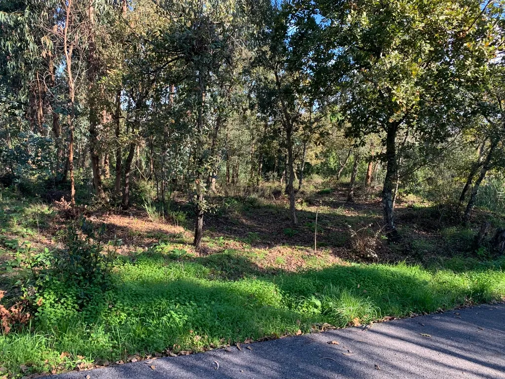 Terreno rústico com 1350m2, passível de construção - urbanização, nesta altura ainda plantado de pinheiros, plano, muito próximo da Urbanização de Vale do Louro, próximo de todas as infraestruturas indispensáveis e servido por estrada alcatroada. - Image 7