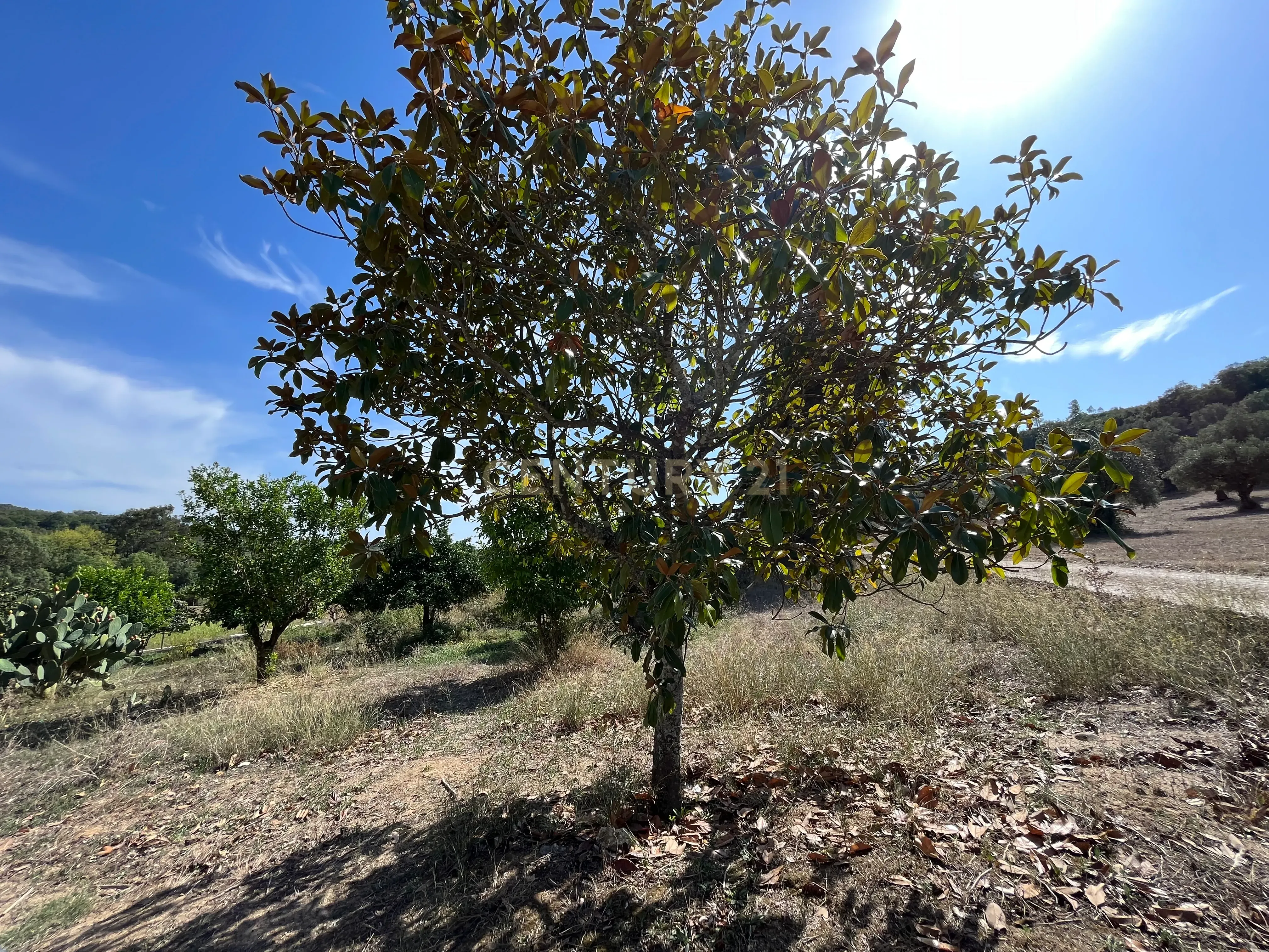Quinta para venda - Image 12