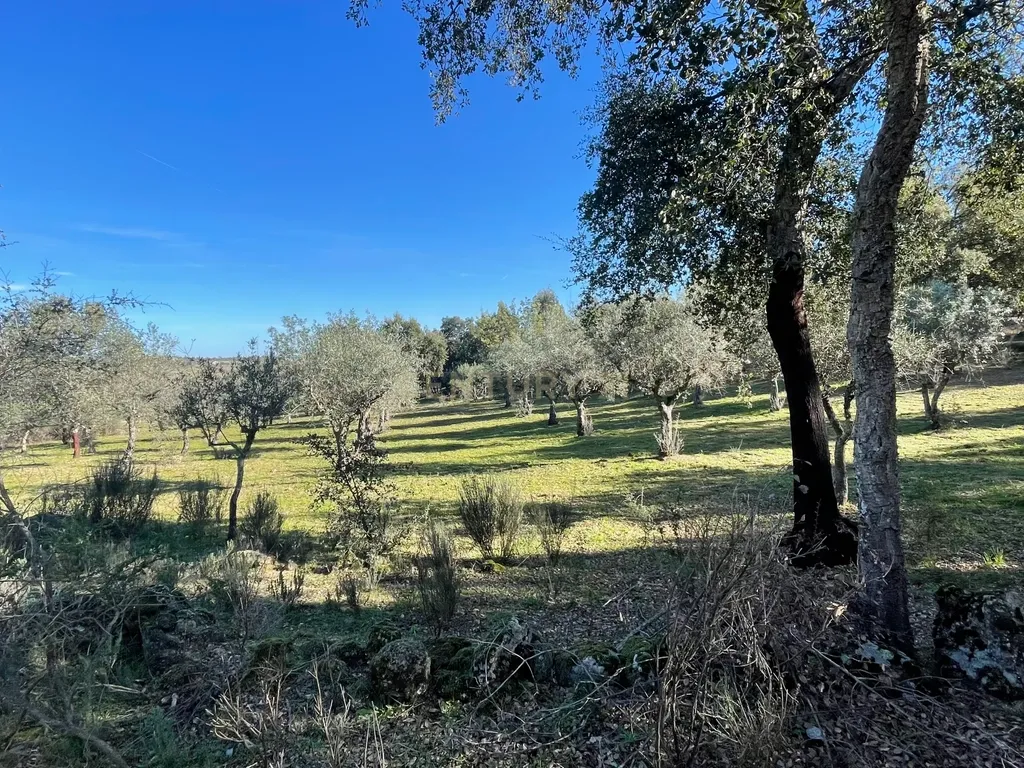 Terreno com olival tradicional | Escalos de Cima, Castelo Branco - Image 3
