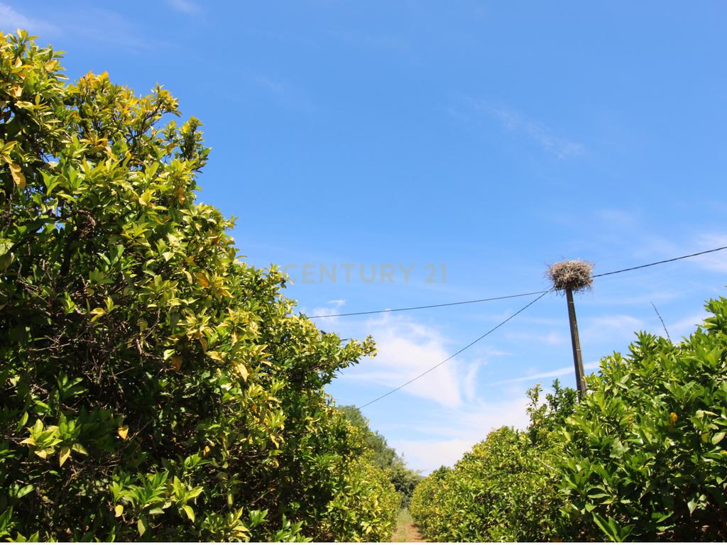 Tavira. Moradia com  implantação de 266 m2 e terreno de 14,5 ha,  em Almargem. - Image 19