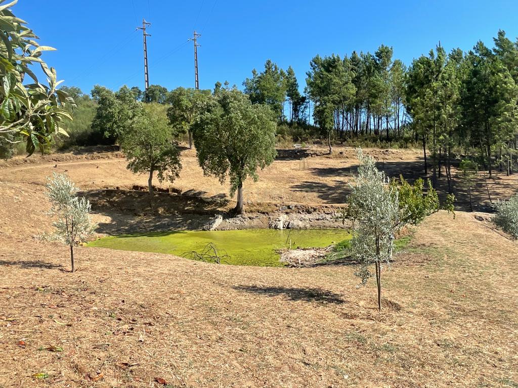 Terreno em Casal da Figueira, Martinchel - Image 33