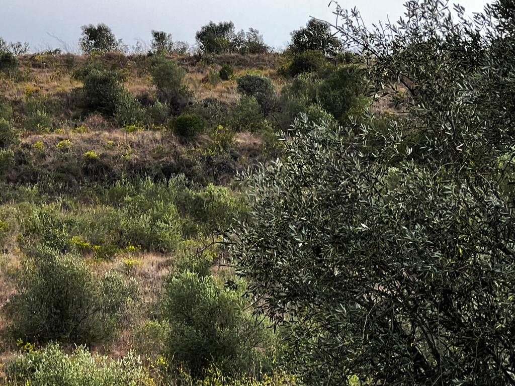 Terreno - Image 19
