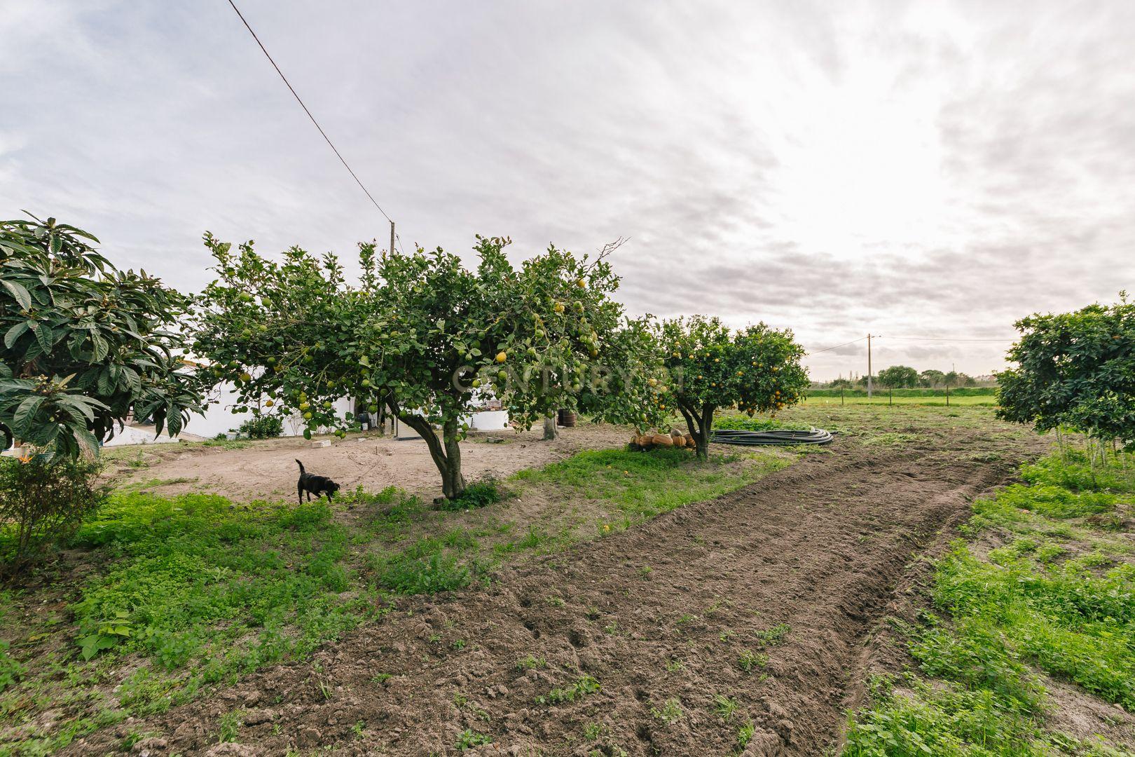 Moradia T2 no Montijo - Image 32