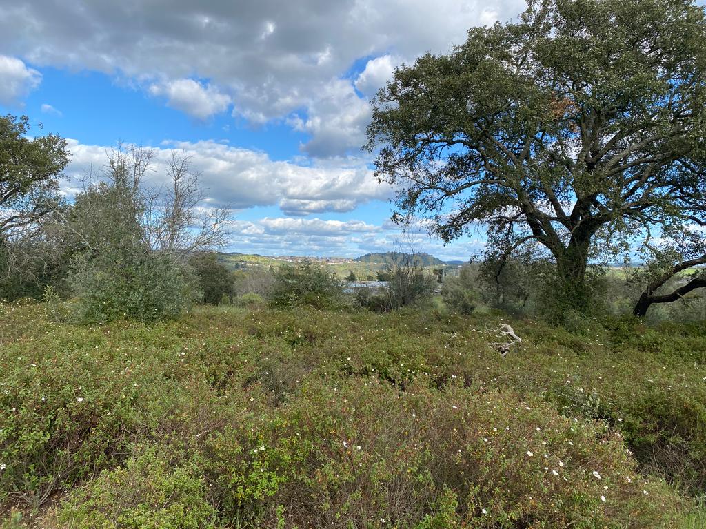 Carapeta e Olival - Terreno rústico com área de74.500m2, com poço e árvores, PIP e situado junto a Montemor-o-Novo - Image 14