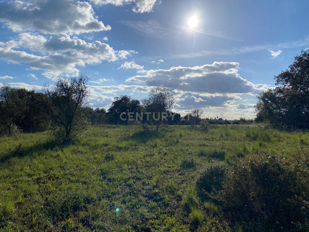 Carapeta e Olival - Terreno rústico com área de74.500m2, com poço e árvores, PIP e situado junto a Montemor-o-Novo - Image 15