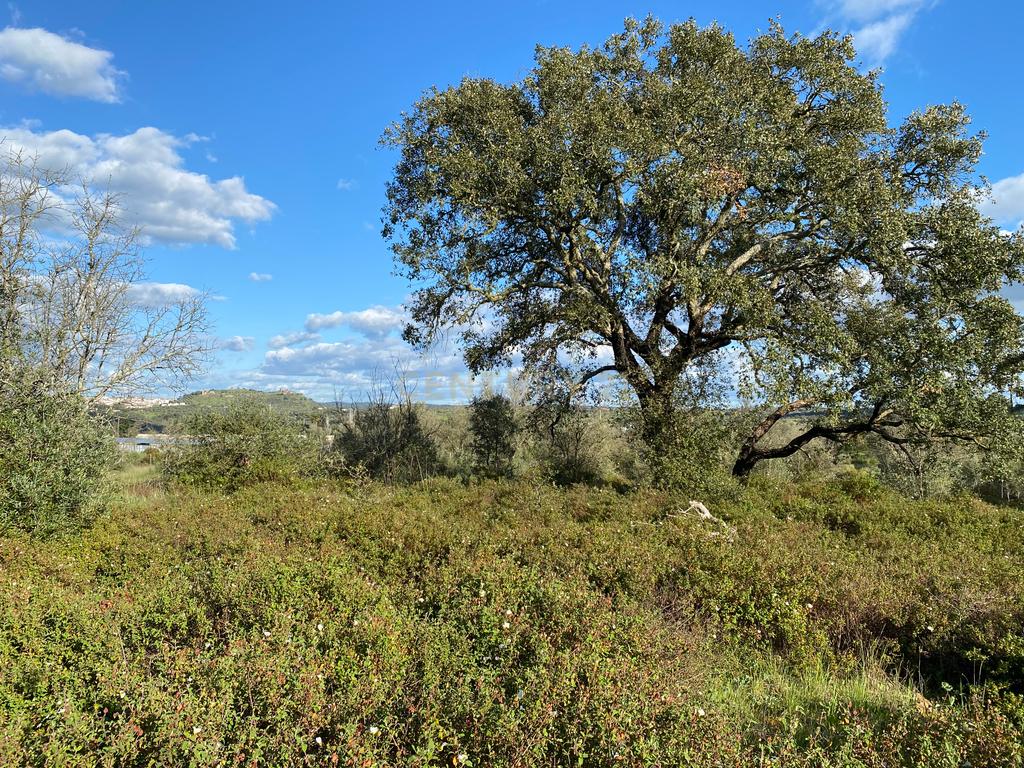 Carapeta e Olival - Terreno rústico com área de74.500m2, com poço e árvores, PIP e situado junto a Montemor-o-Novo - Image 20