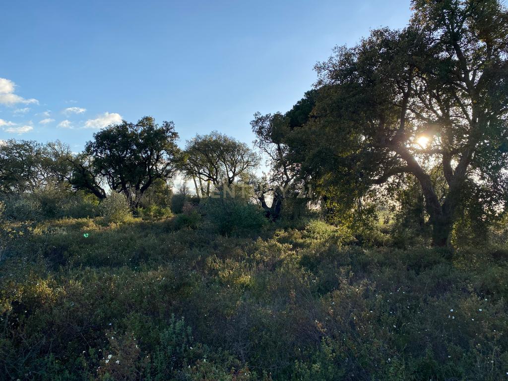 Carapeta e Olival - Terreno rústico com área de74.500m2, com poço e árvores, PIP e situado junto a Montemor-o-Novo - Image 19