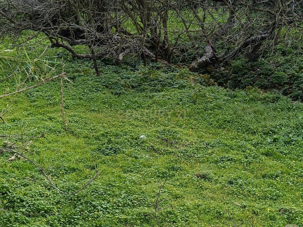Terrenos em Apelação, Largo 1 de Maio, Loures - Image 23