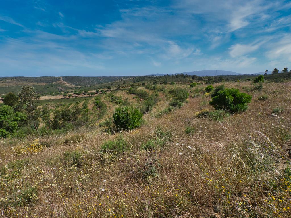 Herdade de 271 Hectares no Barlavento Algarvio, com moradia + 4 estudios, piscina, 9 barragens, 3 estufas. - Image 56