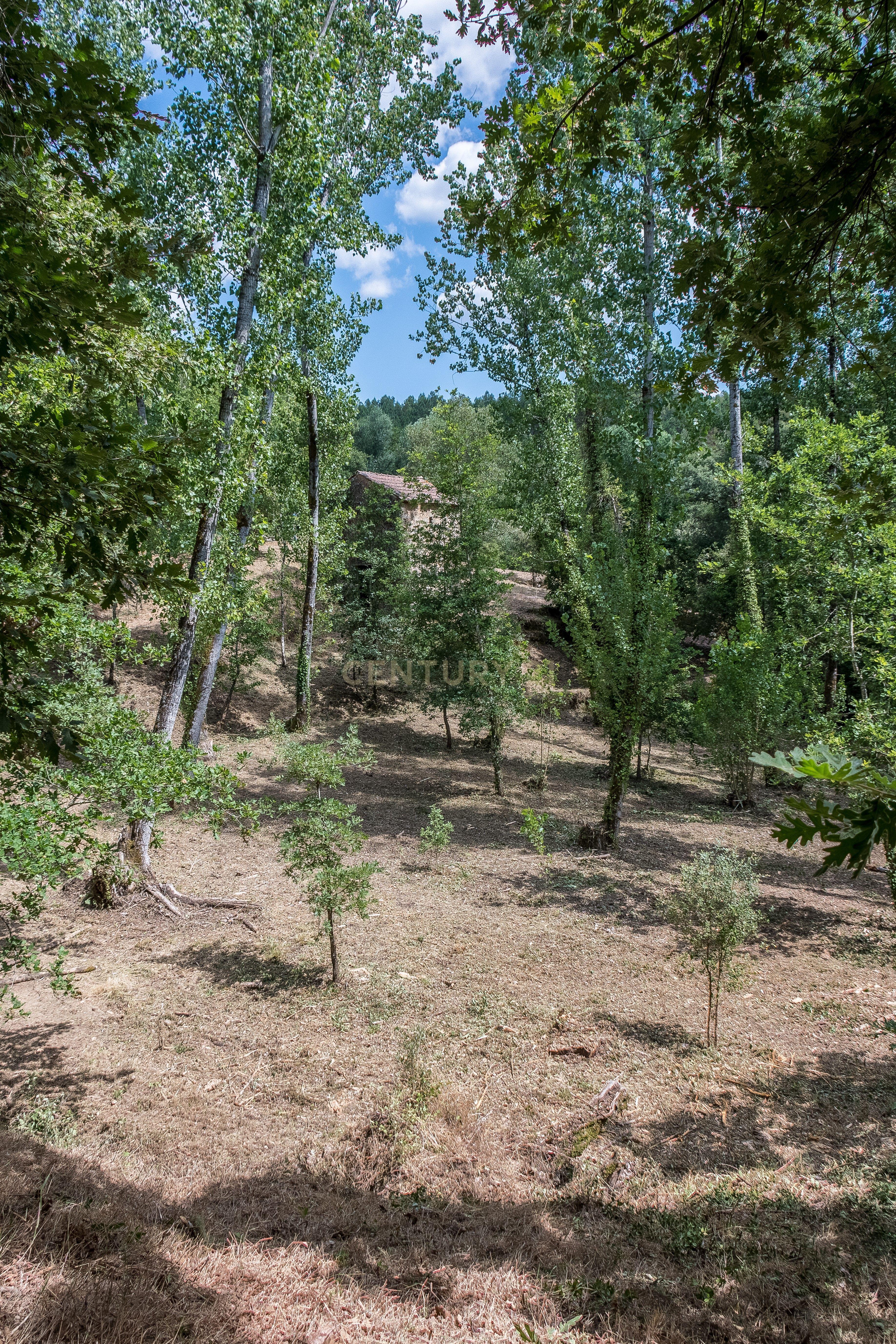 Quinta em Midões, Tábua, com cerca de 6 hectares junto ao Rio Cavalos com moinho de água! - Image 22