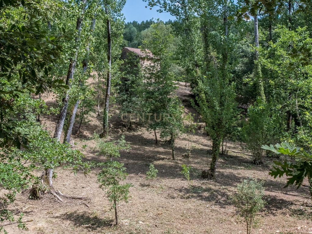 Quinta em  Midões, Tábua, com cerca de 6 hectares junto ao Rio Cavalos com moinho de água! - Image 22