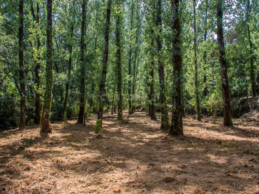Quinta em  Midões, Tábua, com cerca de 6 hectares junto ao Rio Cavalos com moinho de água! - Image 23