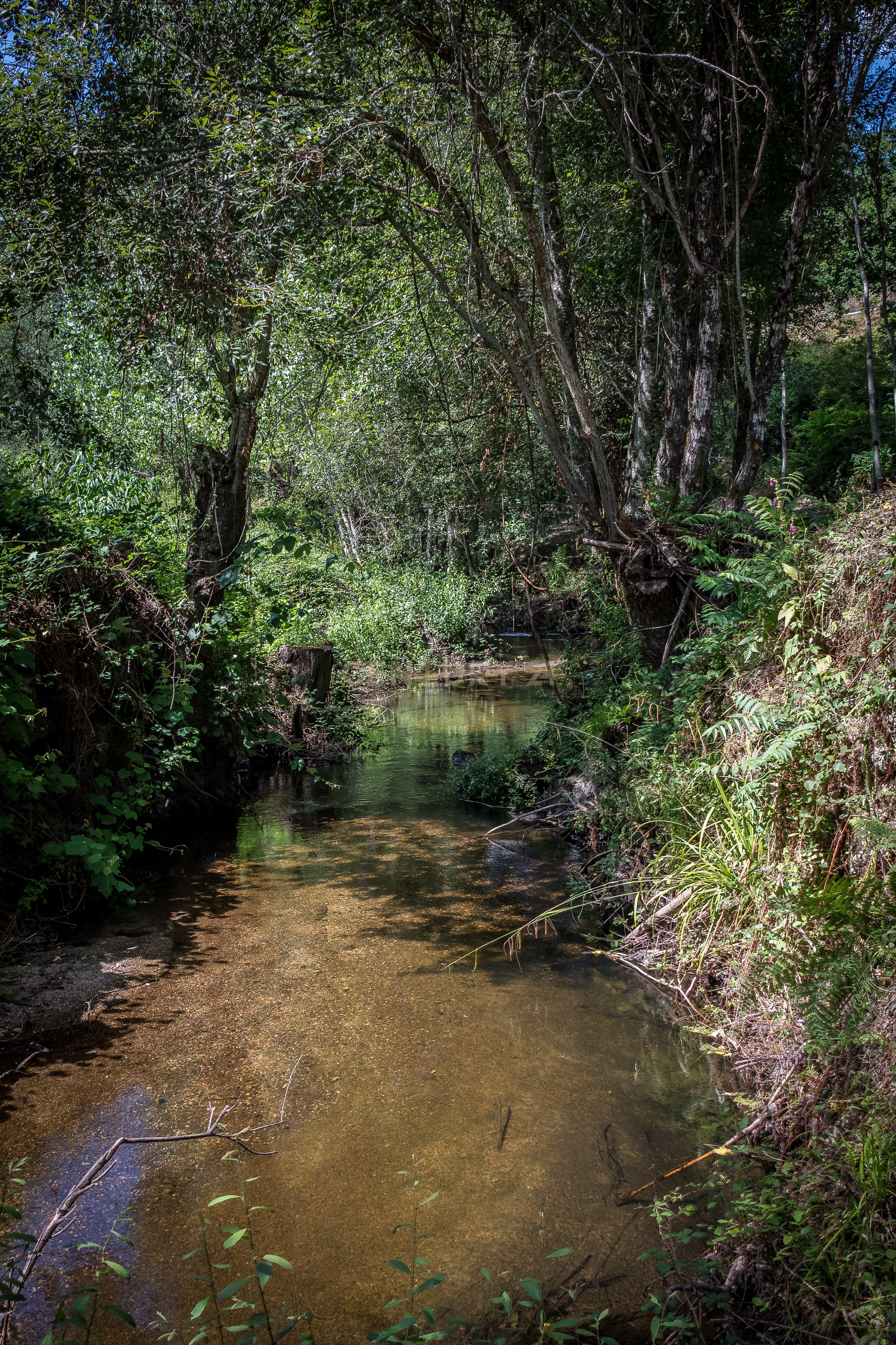 Quinta em Midões, Tábua, com cerca de 6 hectares junto ao Rio Cavalos com moinho de água! - Image 24