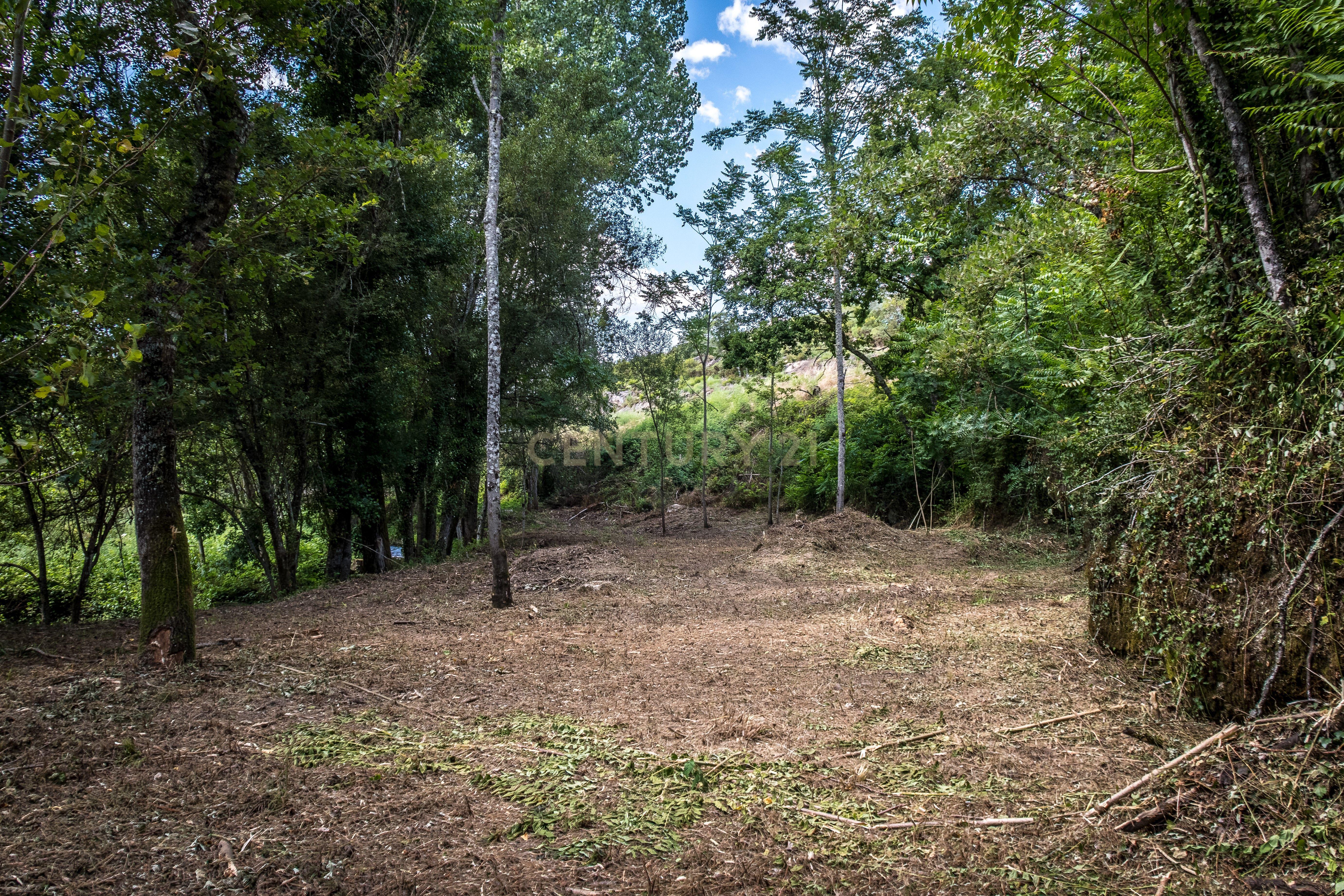 Quinta em Midões, Tábua, com cerca de 6 hectares junto ao Rio Cavalos com moinho de água! - Image 25