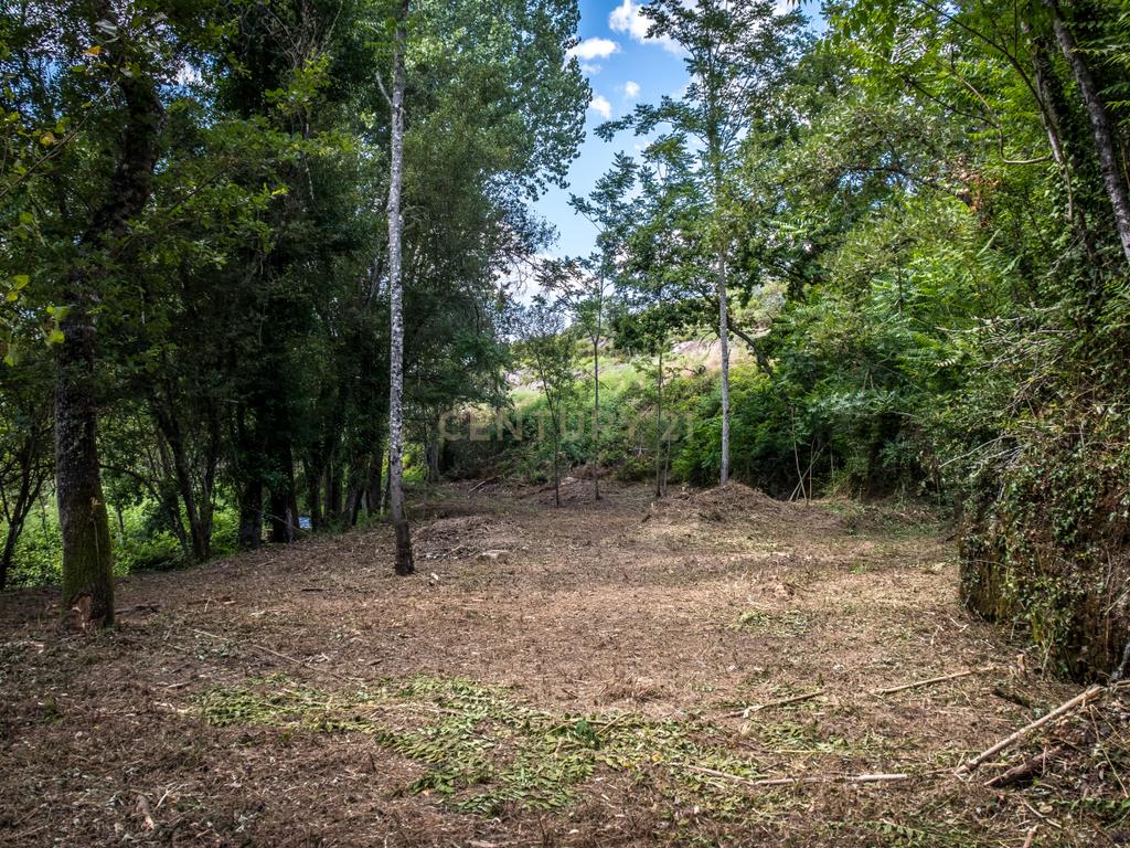 Quinta em  Midões, Tábua, com cerca de 6 hectares junto ao Rio Cavalos com moinho de água! - Image 25