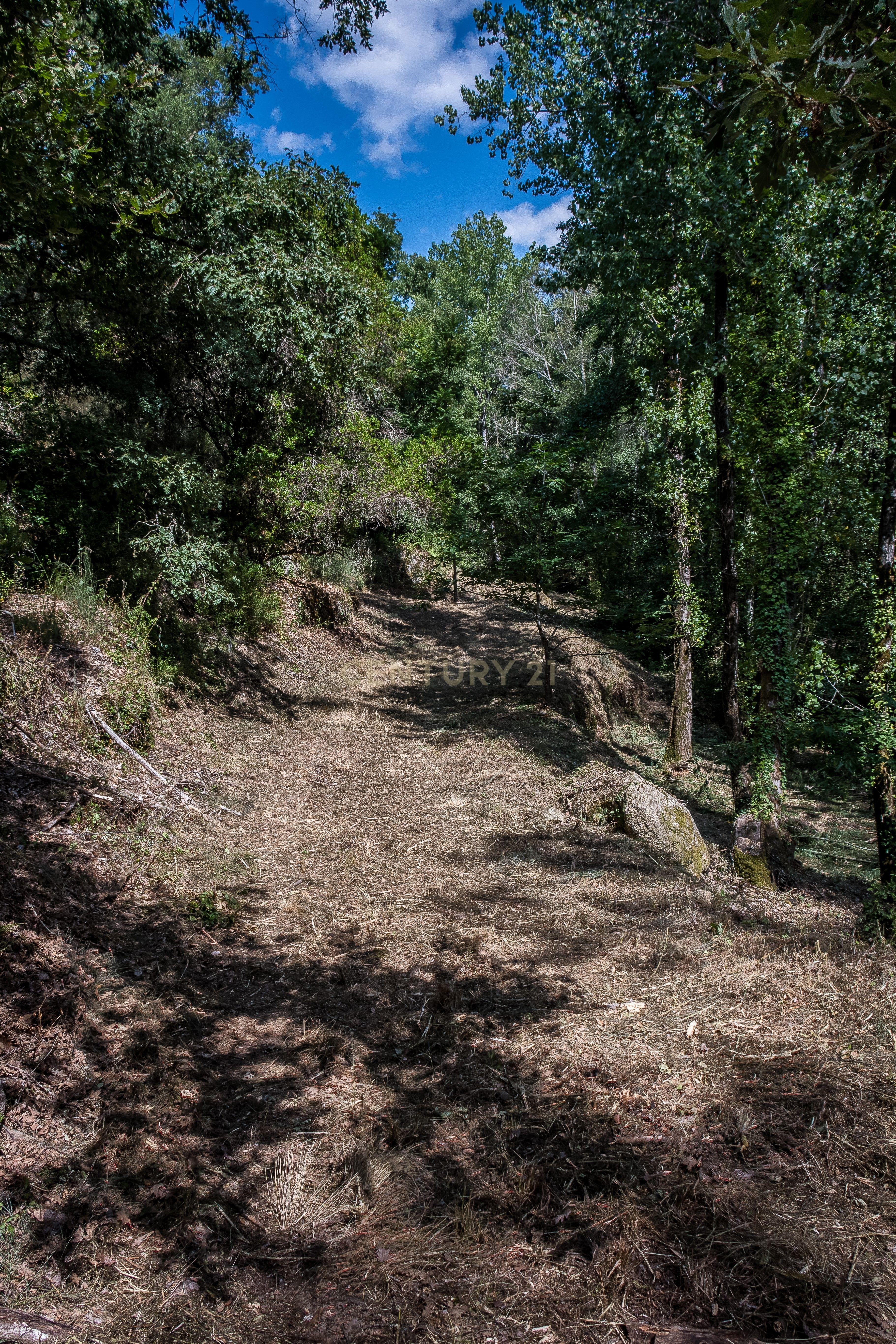 Quinta em Midões, Tábua, com cerca de 6 hectares junto ao Rio Cavalos com moinho de água! - Image 27