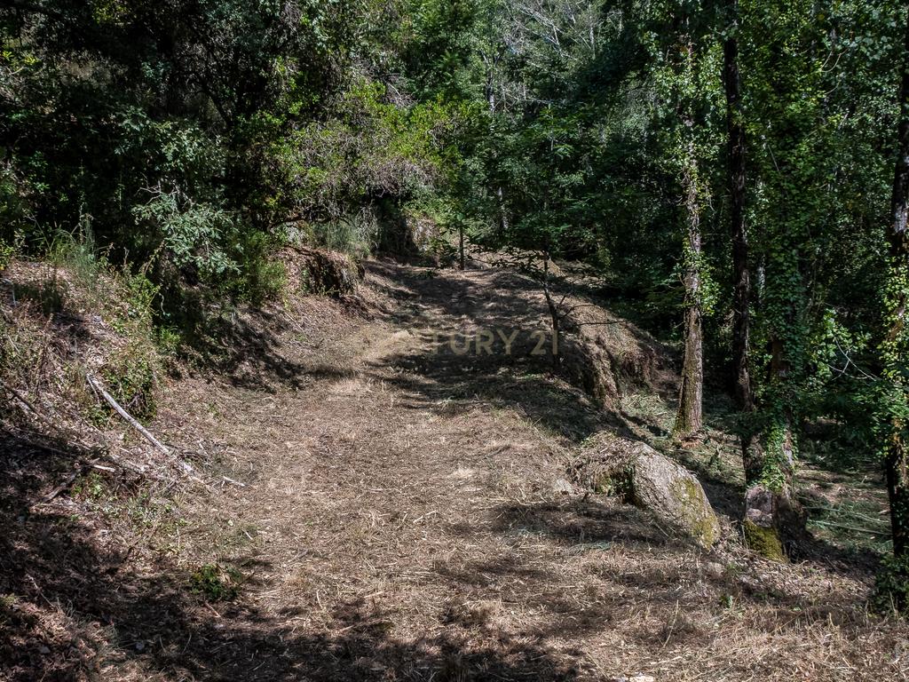 Quinta em  Midões, Tábua, com cerca de 6 hectares junto ao Rio Cavalos com moinho de água! - Image 27