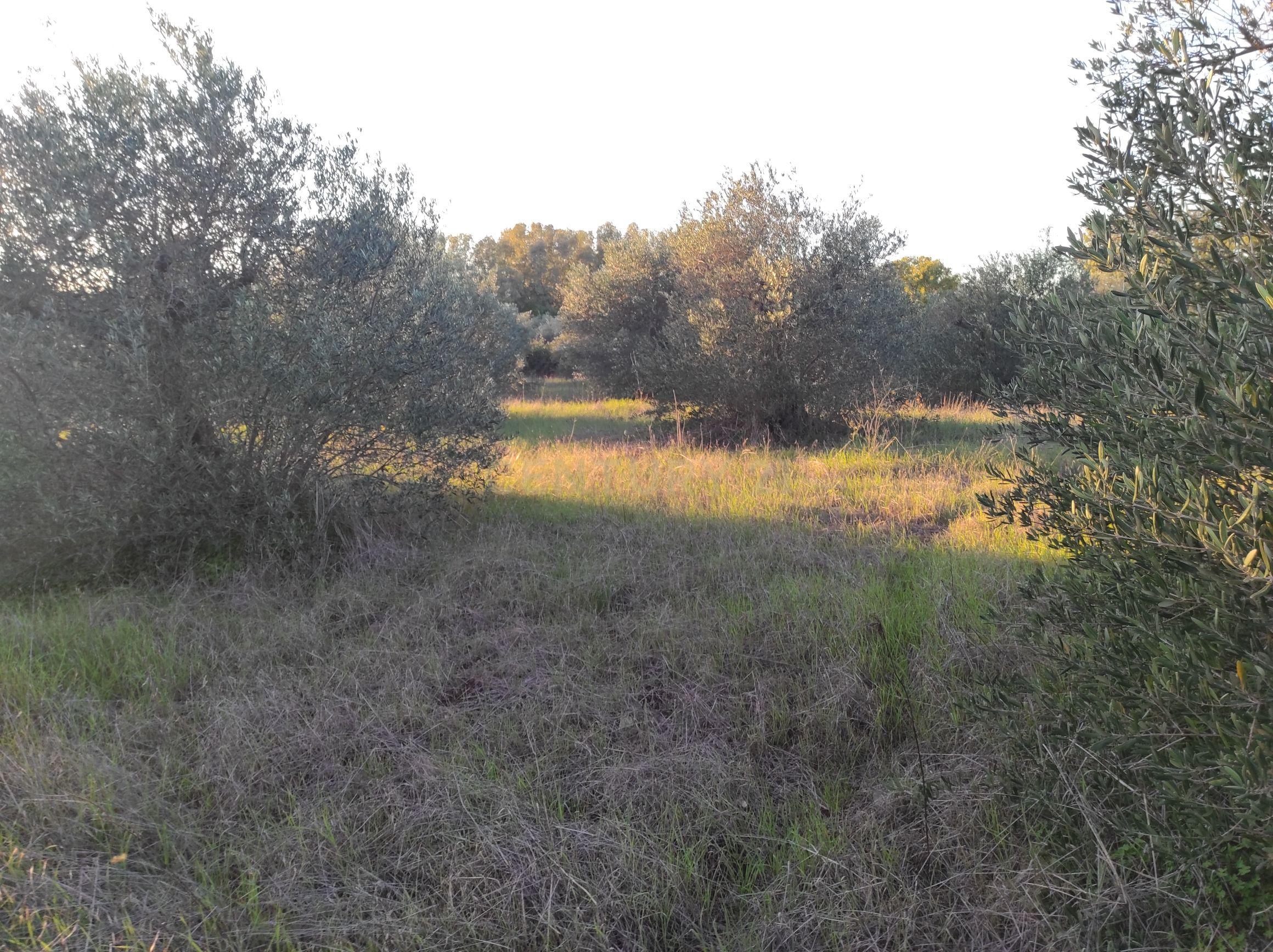 Terreno na Godinha- Campo Maior - Image 3