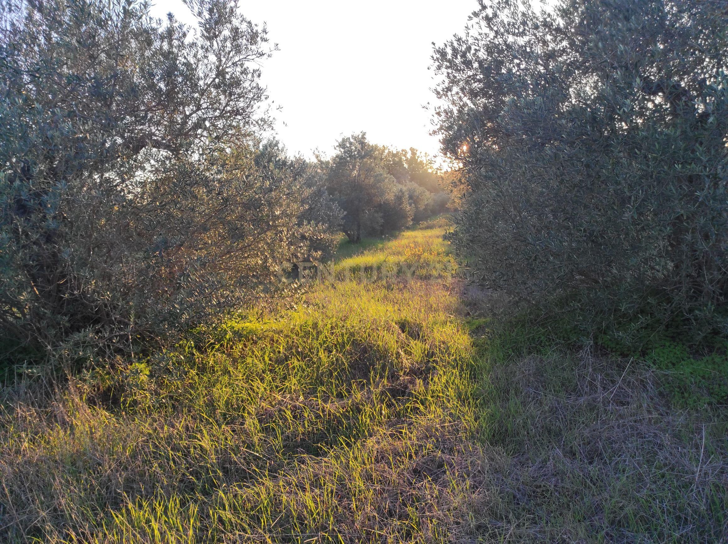Terreno na Godinha- Campo Maior - Image 4