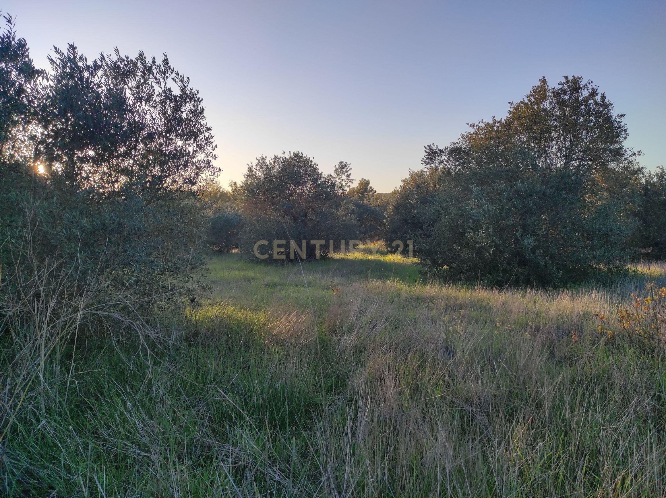 Terreno na Godinha- Campo Maior - Image 5