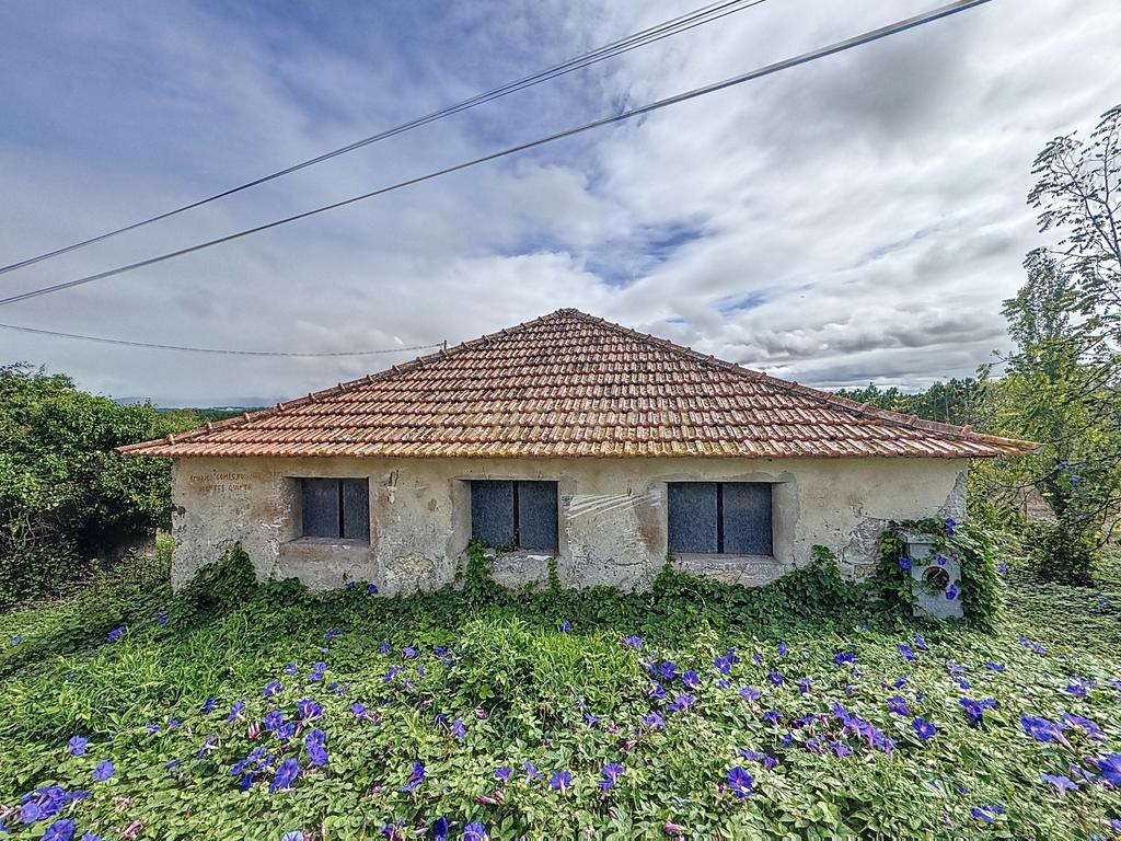 Terreno - Adega - Para Restaurar -  Montes - Quinta - Alcobaça - Image 3