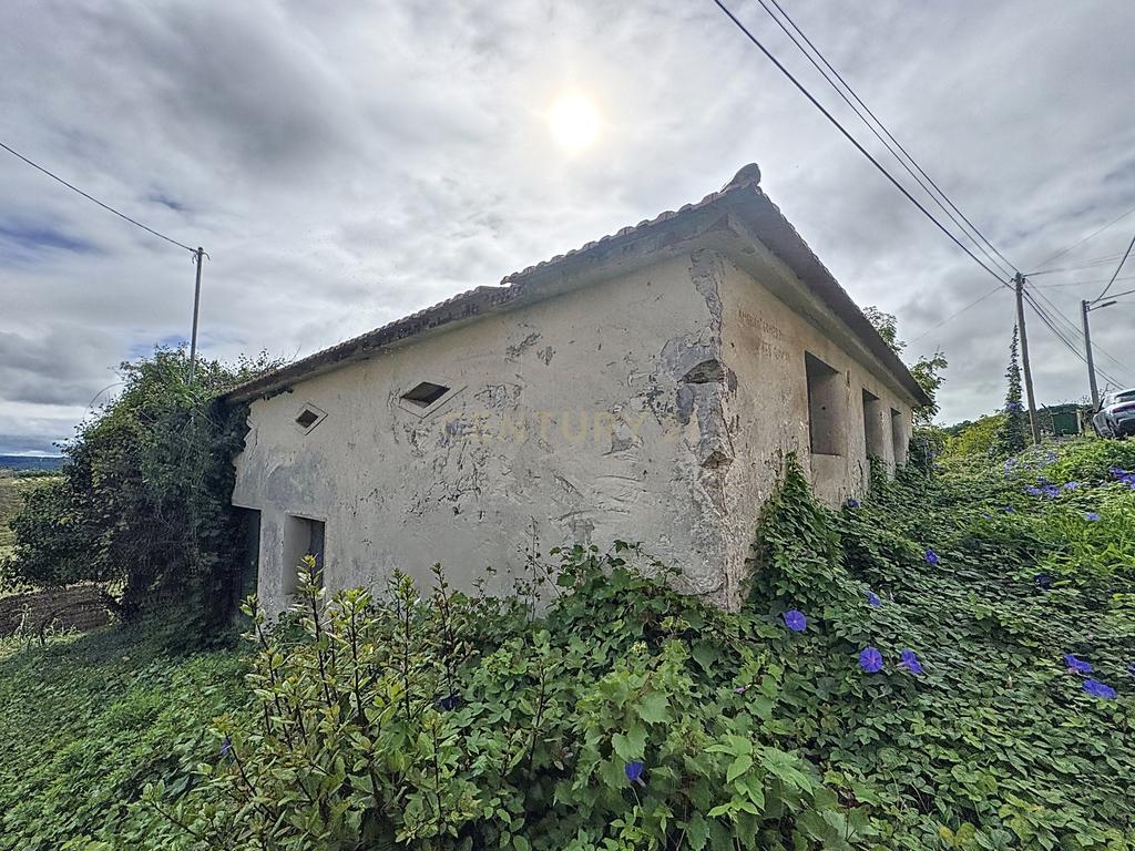 Terreno - Adega - Para Restaurar -  Montes - Quinta - Alcobaça - Image 7
