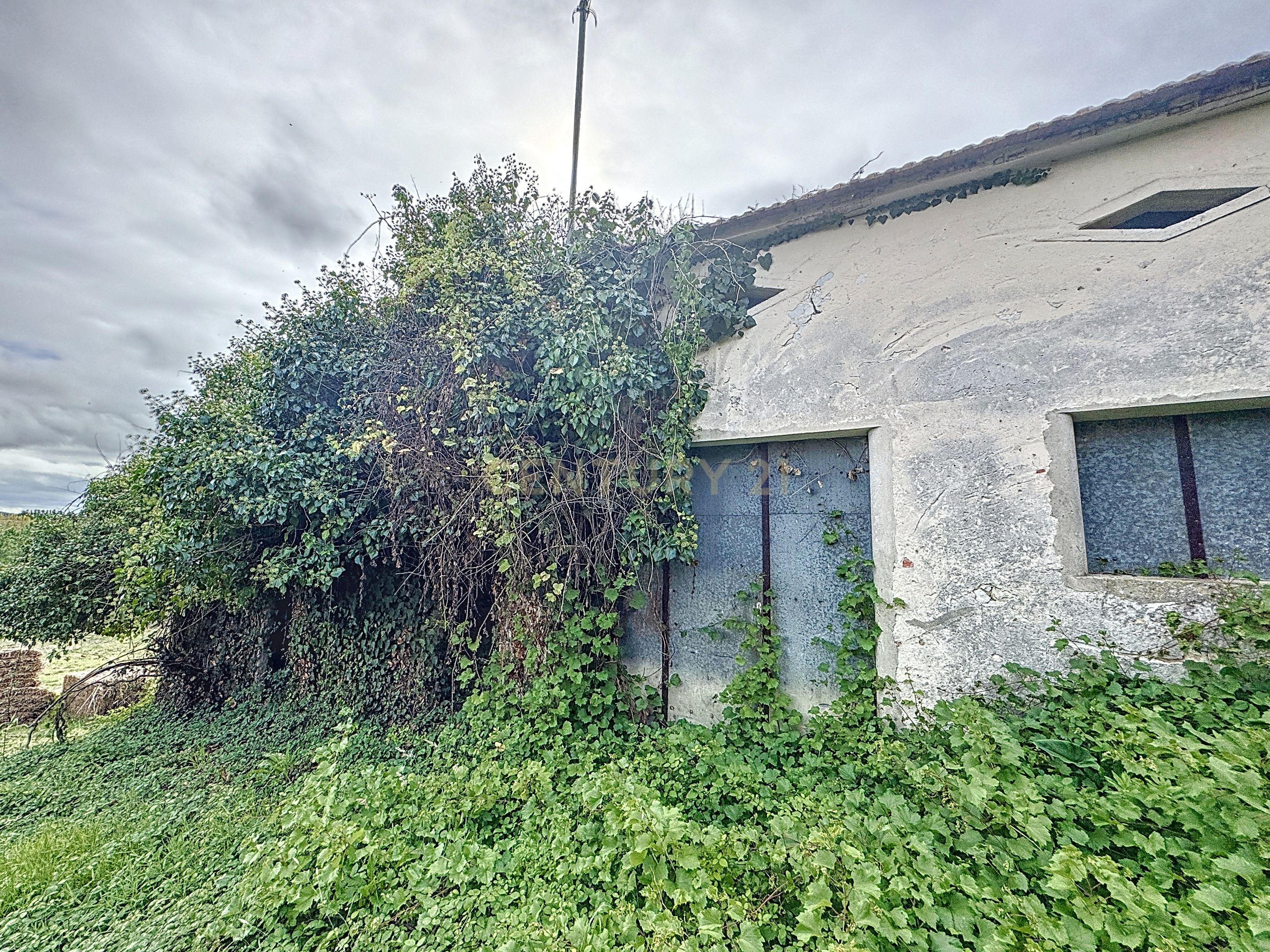 Terreno - Adega - Para Restaurar -  Montes - Quinta - Alcobaça - Image 6