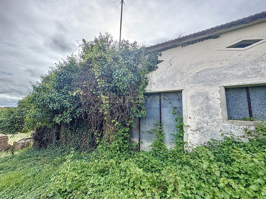 Terreno - Adega - Para Restaurar -  Montes - Quinta - Alcobaça - Image 6