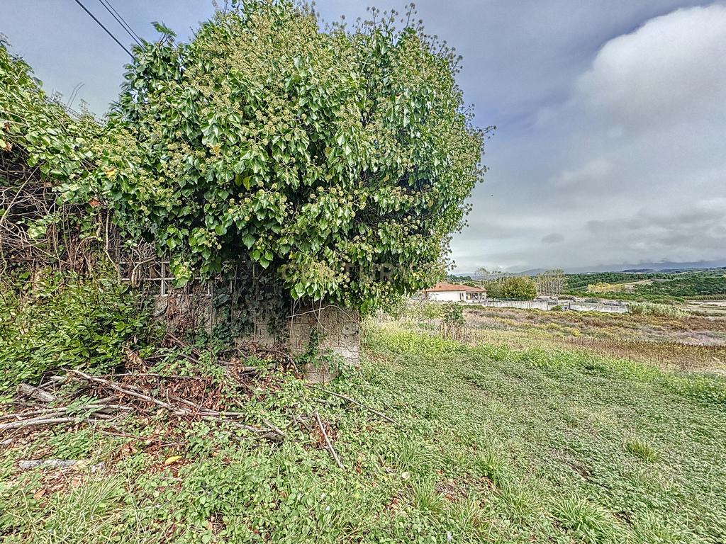 Terreno - Adega - Para Restaurar -  Montes - Quinta - Alcobaça - Image 8