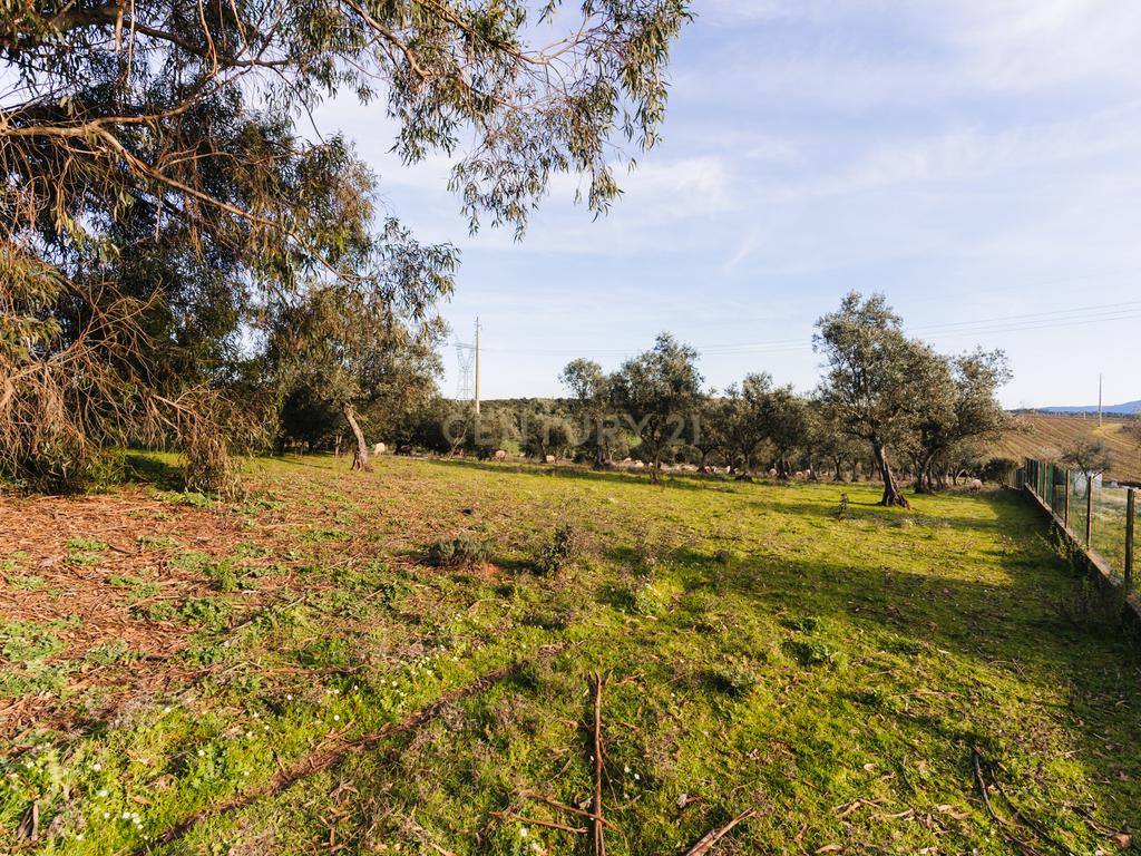 Moradia isolada a 10 minutos de Estremoz- T4, áreas generosas Ar condicionado Piscina, garagem, terreno com 5233m2 - Image 39