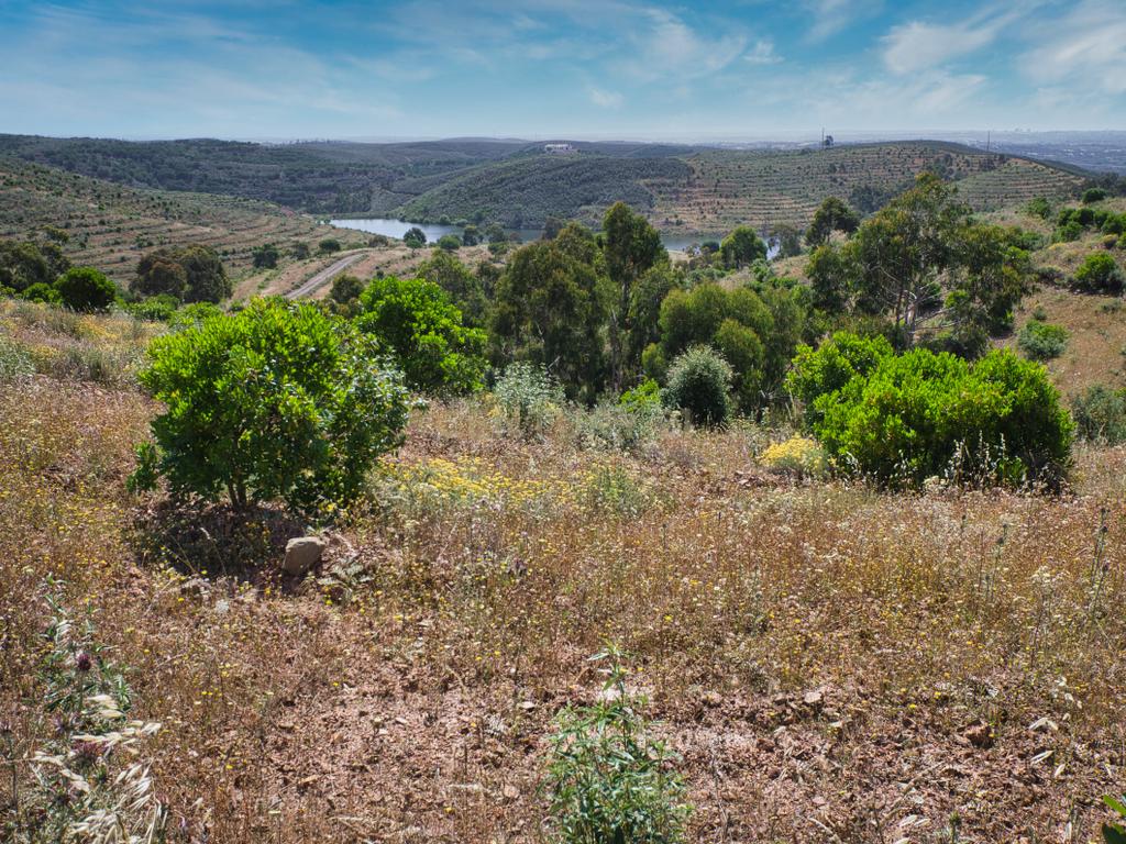 Herdade de 271 Hectares no Barlavento Algarvio, com moradia + 4 estudios, piscina, 9 barragens, 3 estufas. - Image 41