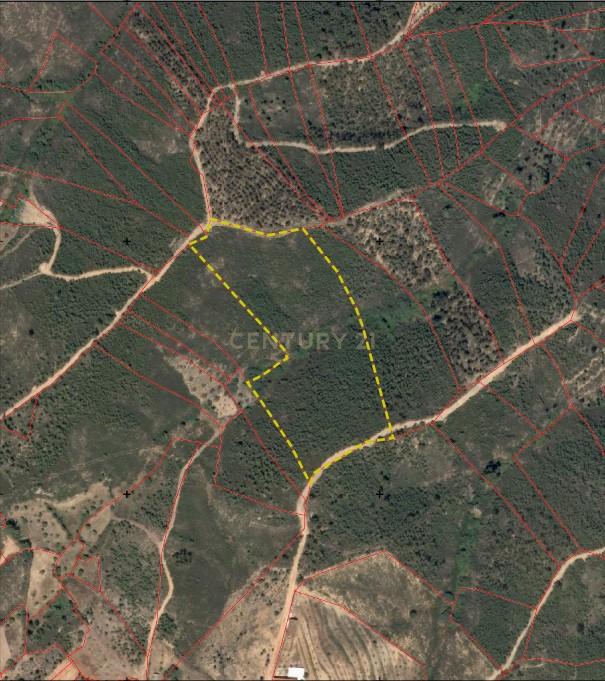 Pinhal com 1,5 ha Vale da Pereira-Santo André das Tojeiras - Image 7