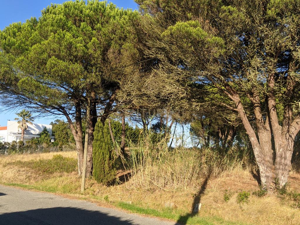 Terreno com viabilidade de construção - Nadadouro - Image 3
