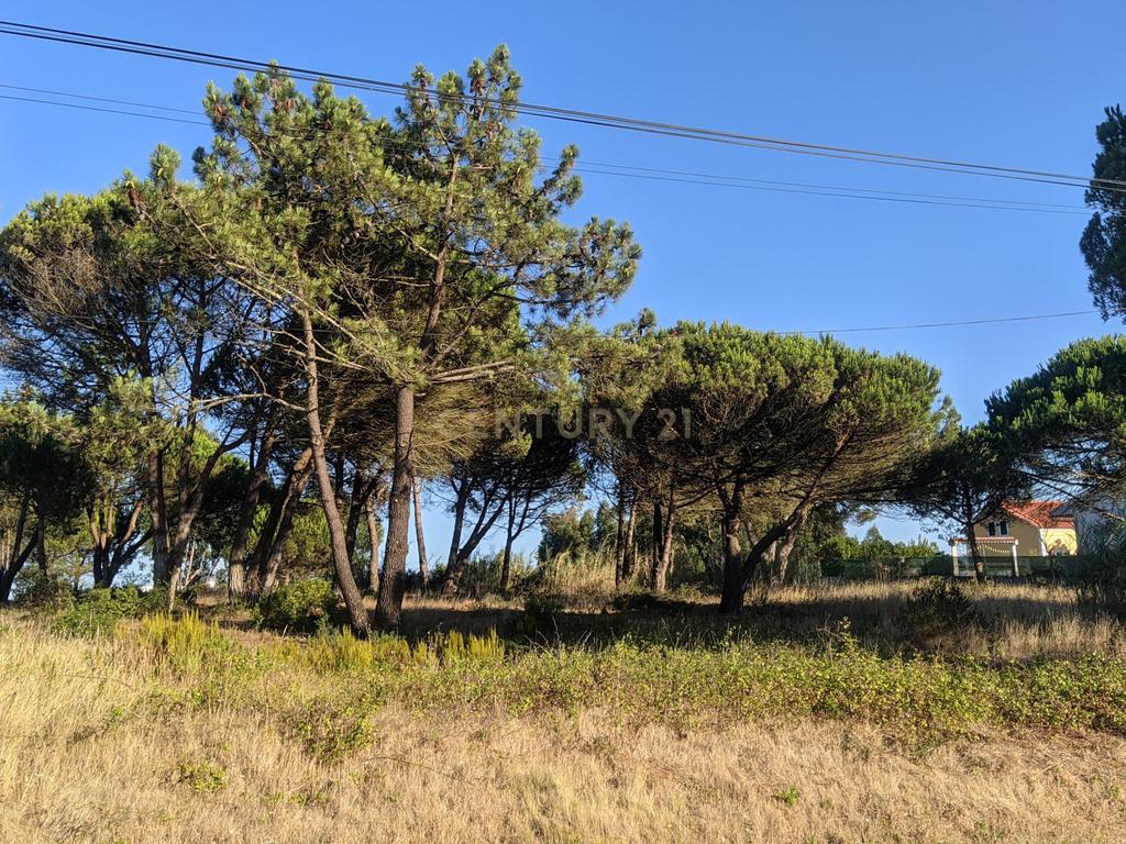 Terreno com viabilidade de construção - Nadadouro - Image 1