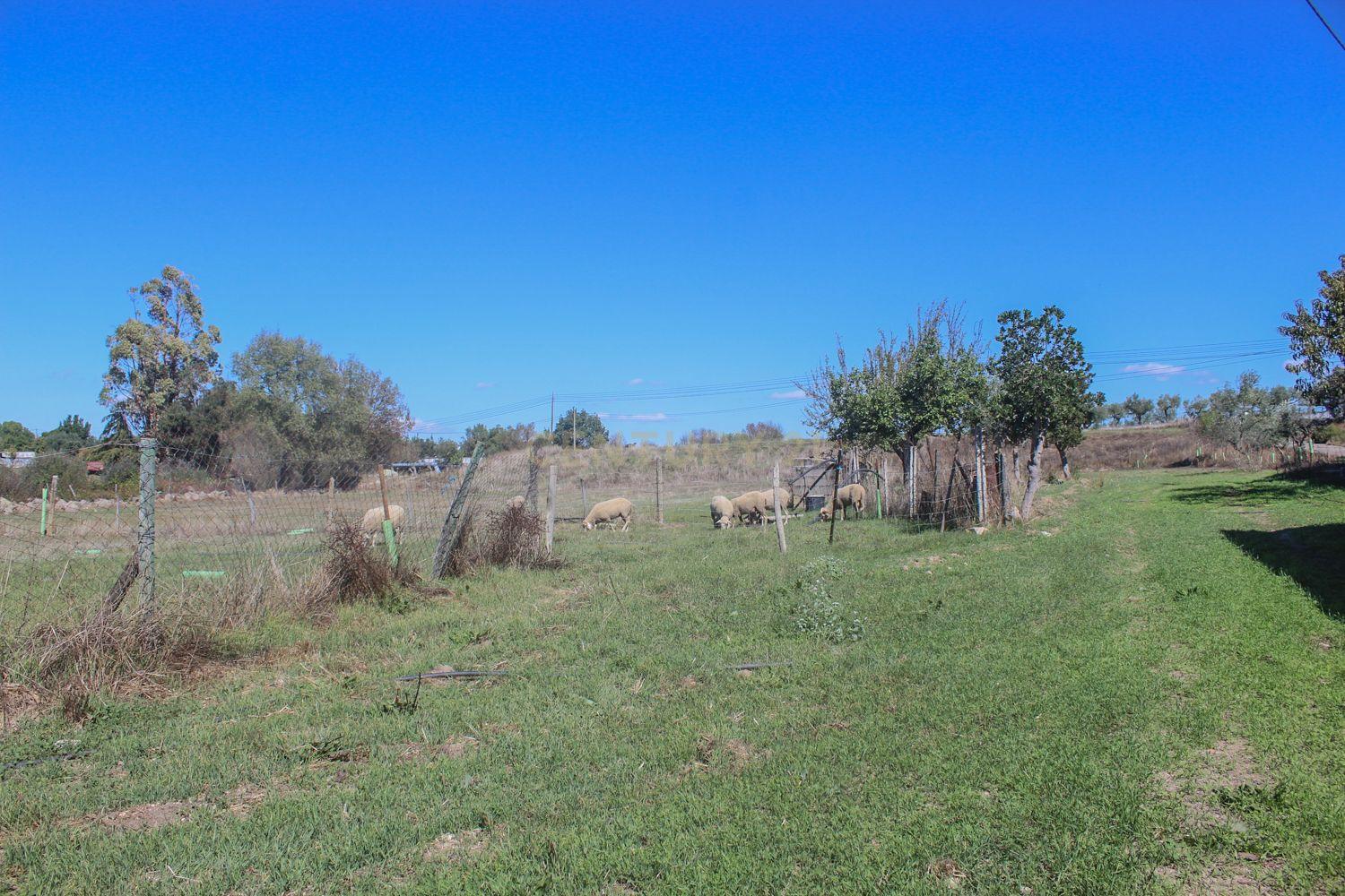 Quinta em Lirião, a 3 km de Castelo Branco junto ao Parque de Campismo - Image 26