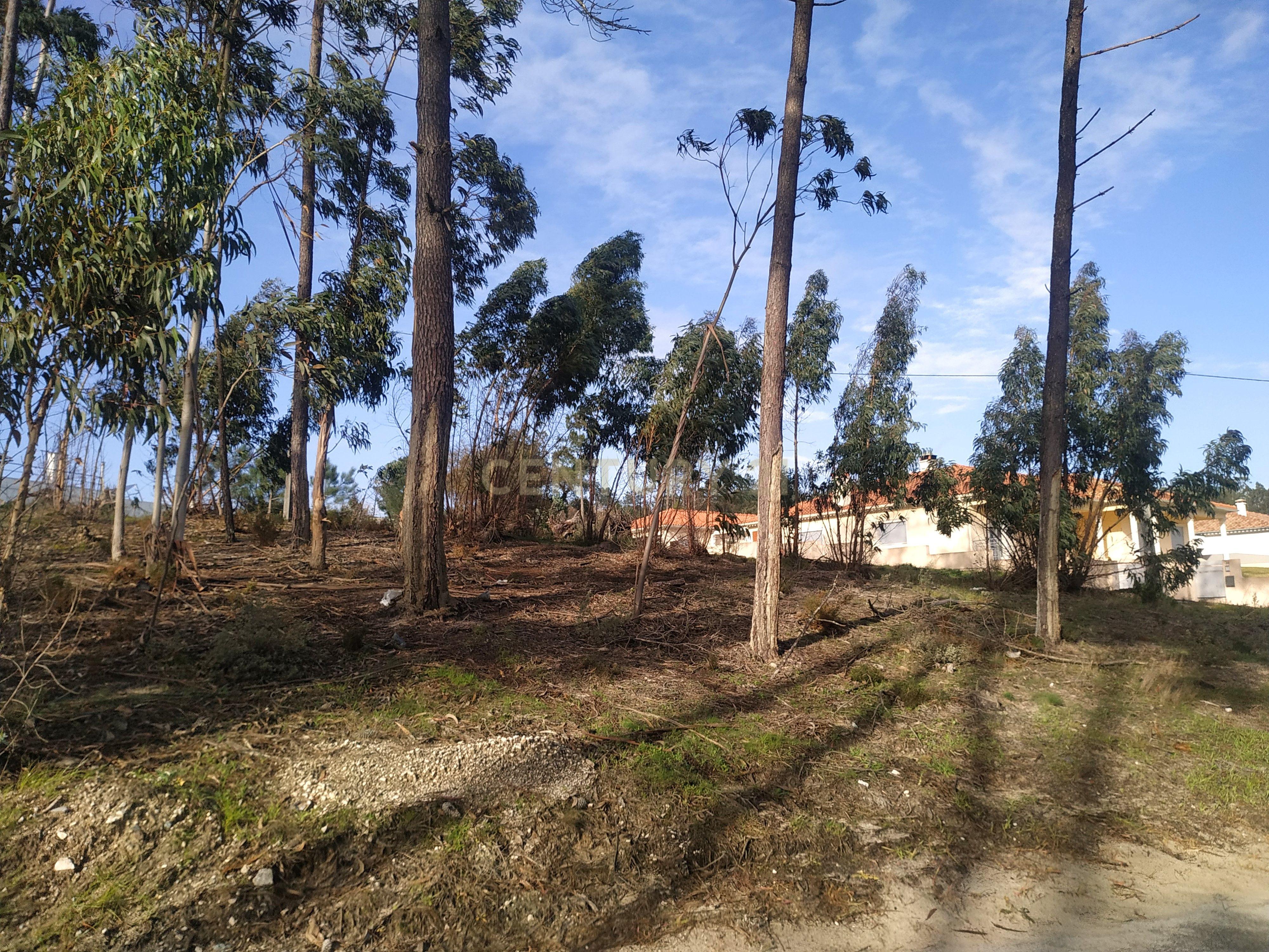 Terreno 1880m2 || Viabilidade para construção de moradias || Amor - Leiria - Image 5