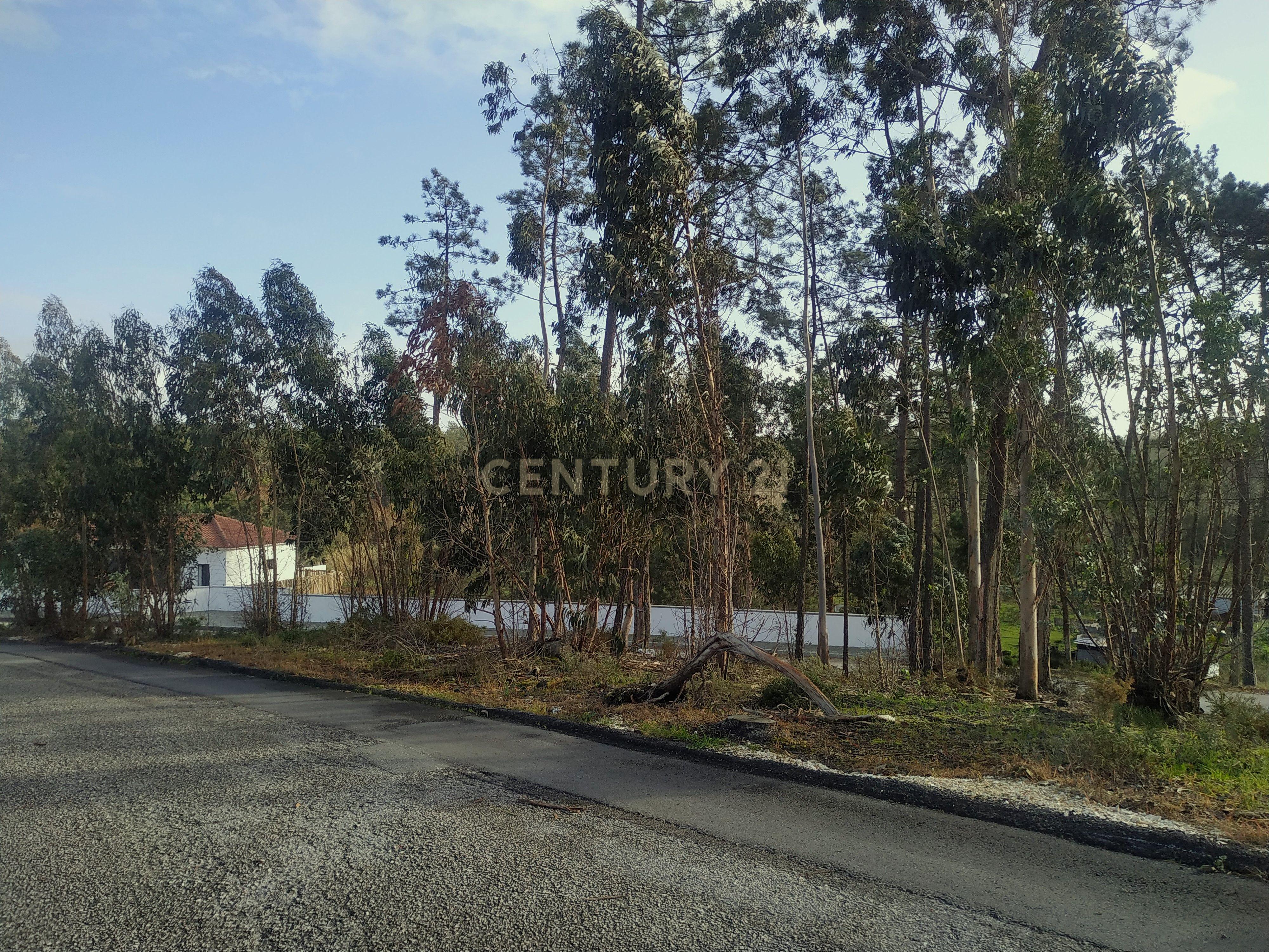 Terreno 1880m2 || Viabilidade para construção de moradias || Amor - Leiria - Image 3