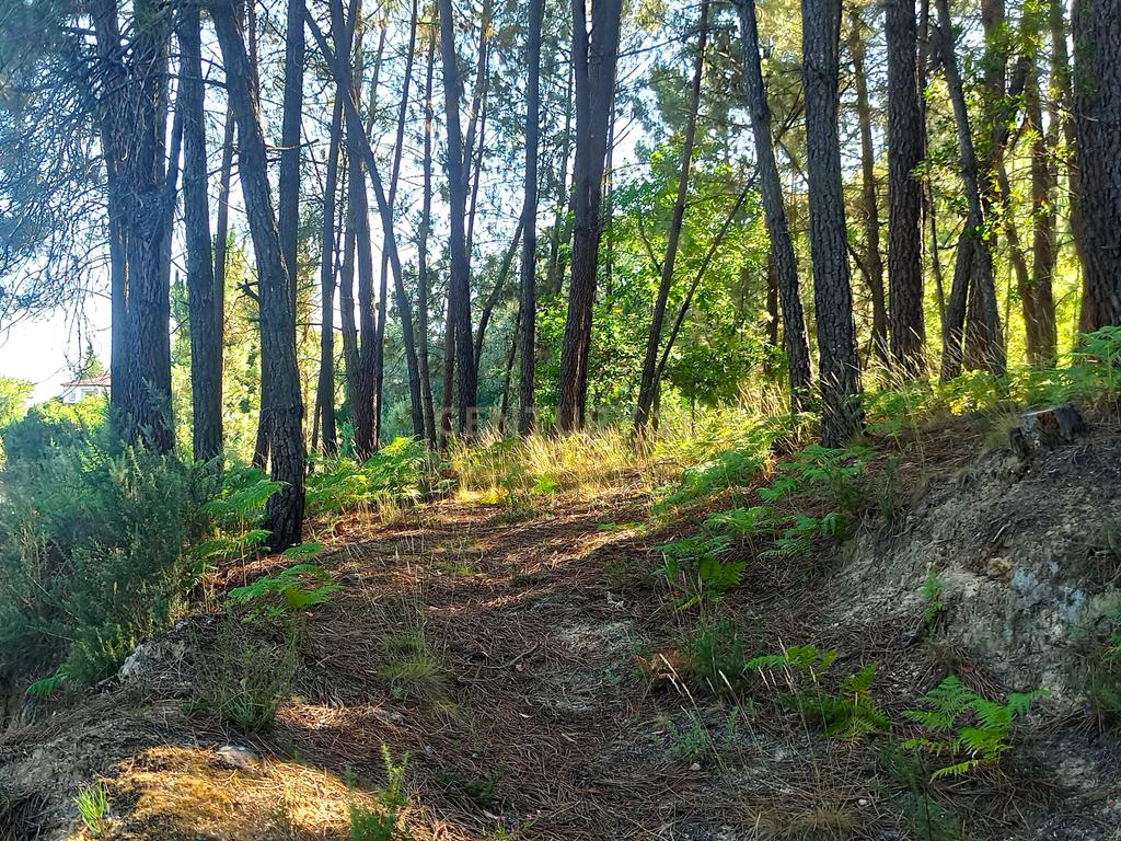 Terreno com viabilidade de construção a 6 min centro Viseu - Image 8