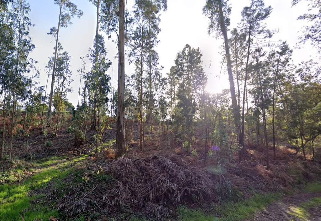 Terreno florestal com área total de 5.400m2 em Alheira - Barcelos - Image 1
