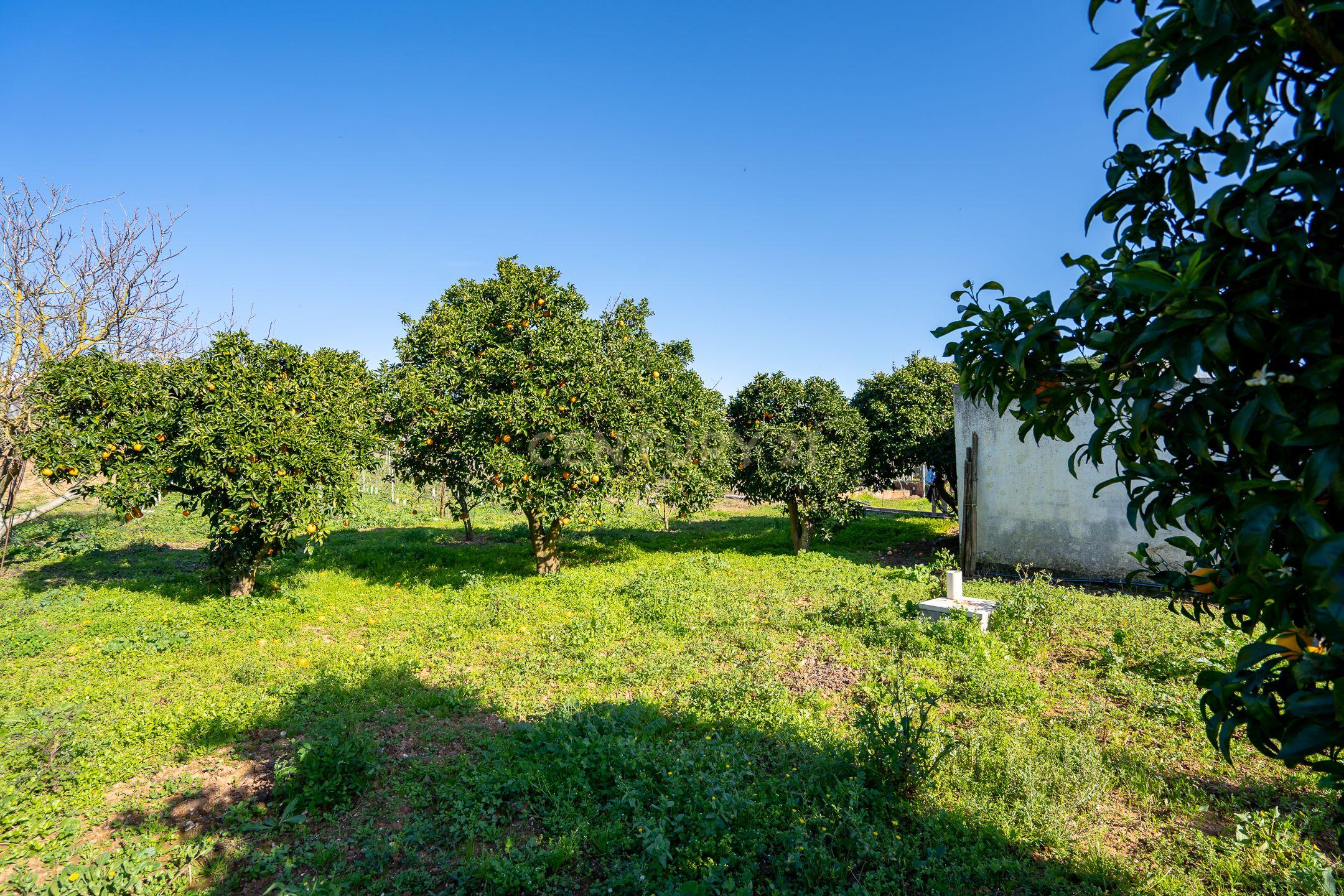Encanto Rústico em Setúbal: Casa T3 com Quinta Acolhedora - Image 62