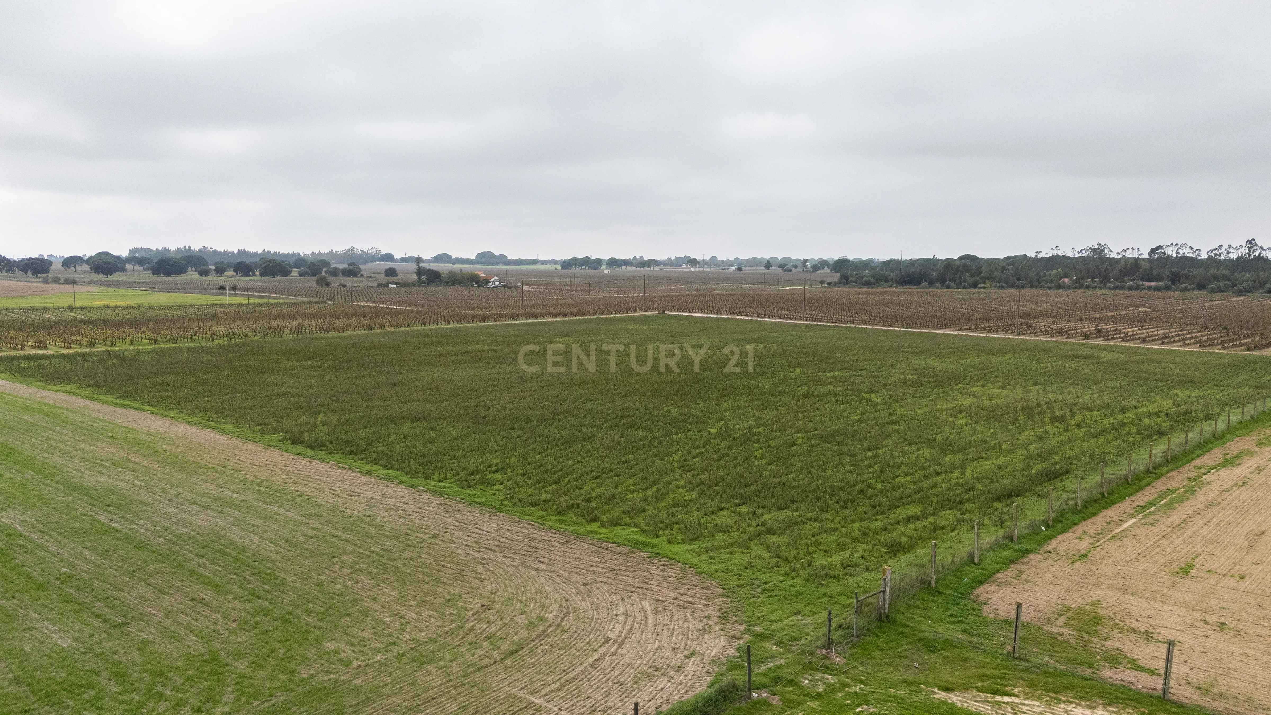 Sto. Isidro de Pegões, Palmela - Prédio Rústico com 3 ha com plantação de 1,5 ha de Vinha - Image 9