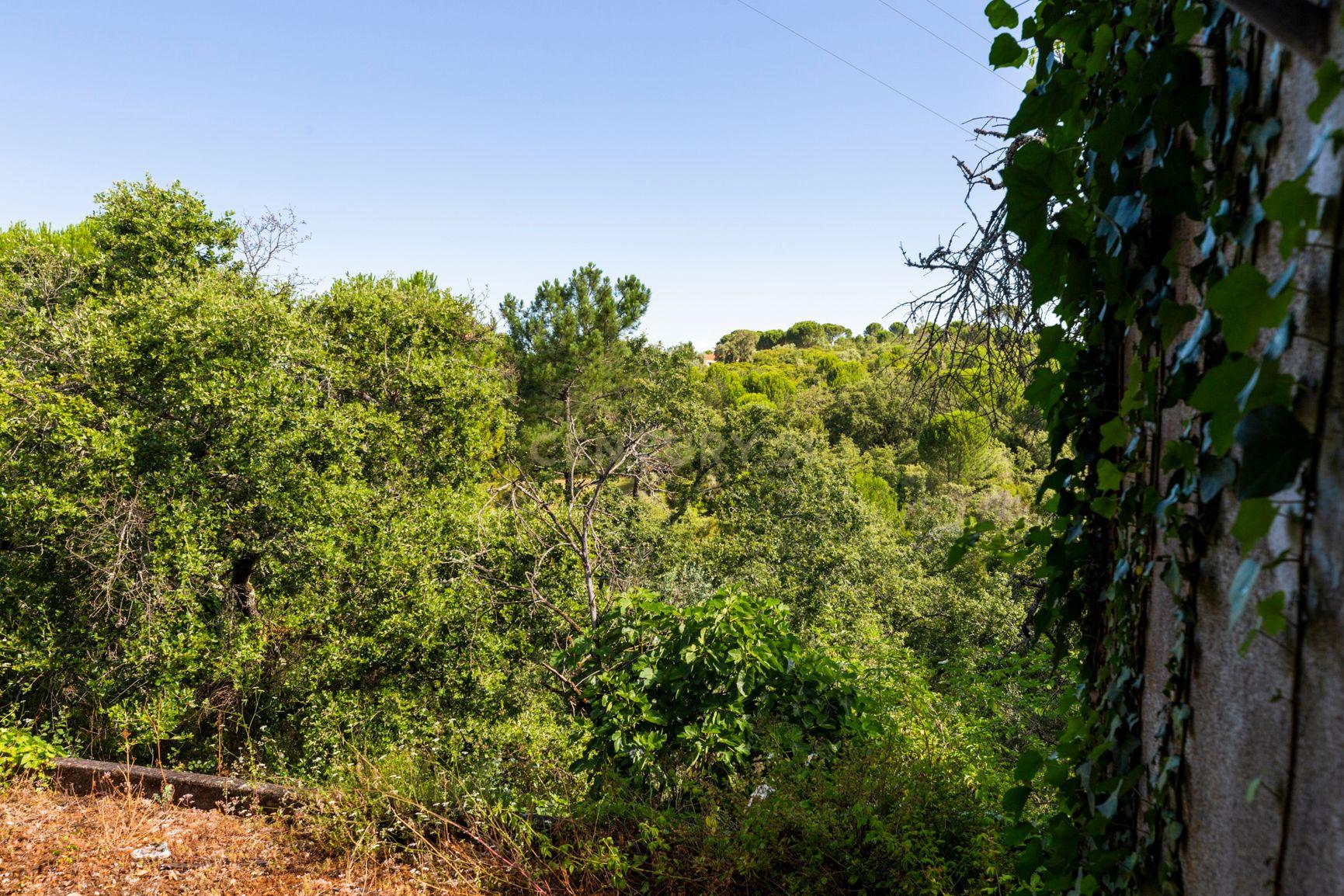 Quinta em Tomar - Image 22