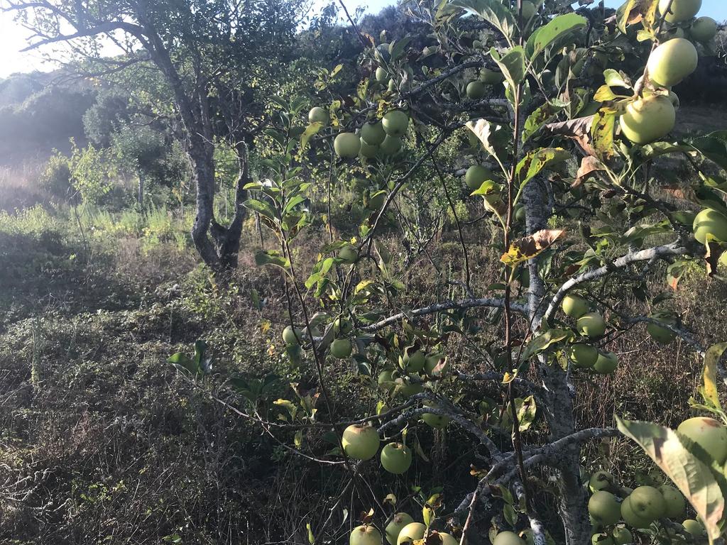 Terreno Arruda dos Vinhos - Lisboa - Image 34