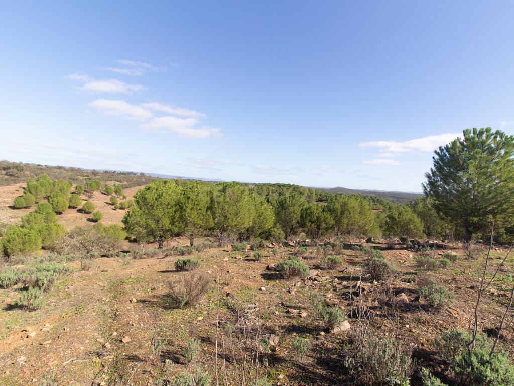 Terreno em Vila Verde de Ficalho | Oportunidade Única com 35,48 Hectares no Coração do Alentejo - Image 9